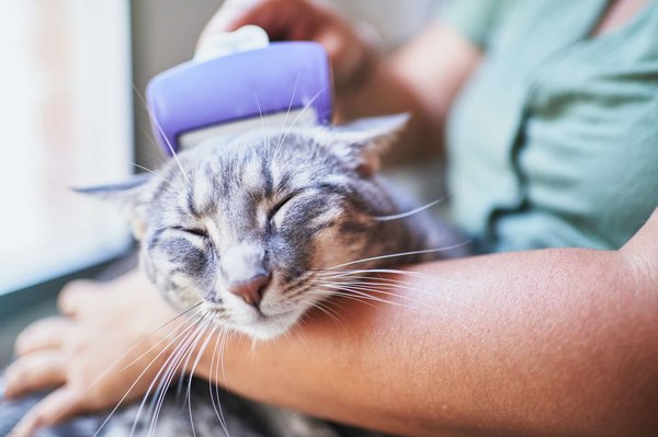 Quelles sont les caractéristiques spécifiques de la Brosse Furminator Chat?