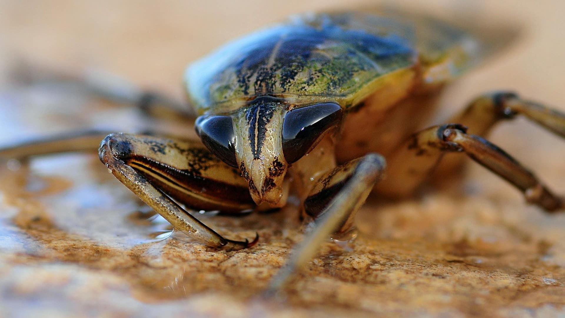 Pourquoi est-il urgent d'agir contre l'infestation de cafards chez vous ?